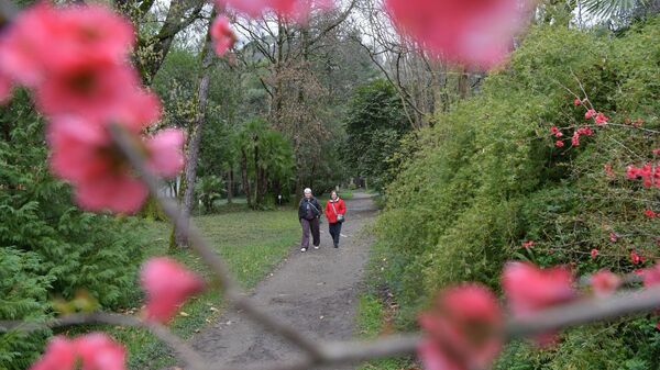 Цветущие деревья ранней весной в Сухуме - Sputnik Абхазия
