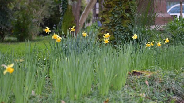 Цветущие деревья ранней весной в Сухуме - Sputnik Абхазия