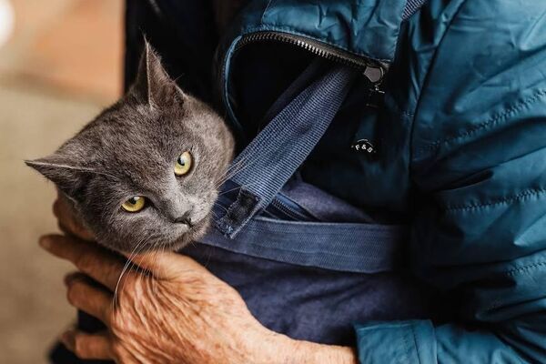 Ветеринары из Испании  - Sputnik Абхазия