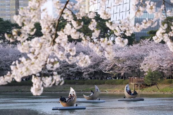 Сезон цветения сакуры –время спокойствия и умиротворения - Sputnik Абхазия