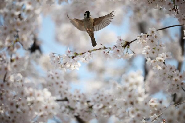 Весна – время возрождения природы. - Sputnik Абхазия