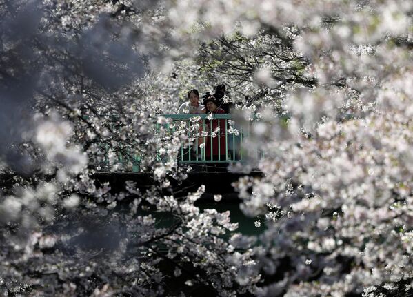 В эти дни улицы азиатских городов превращаются в картинки из аниме. - Sputnik Абхазия