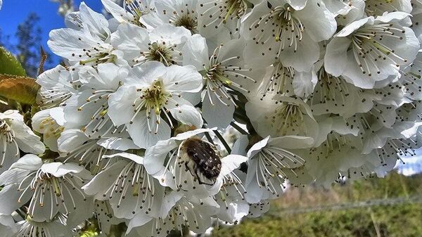Сад Алексея Ломия  - Sputnik Абхазия