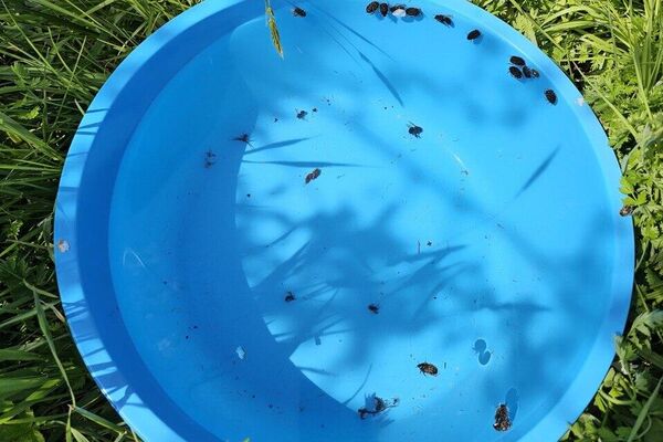 &quot;Ловушка&quot; для оленки - Sputnik Абхазия