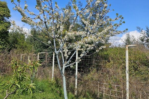 Сад Алексея Ломия - Sputnik Абхазия