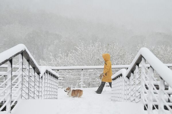 Снегопад - не помеха собачникам, прогулки должны быть по расписанию. - Sputnik Абхазия