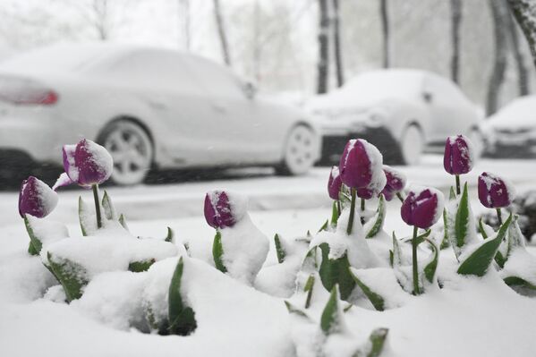 О весне сейчас напоминают только высаженные цветы, те, которые еще видны в сугробах. - Sputnik Абхазия
