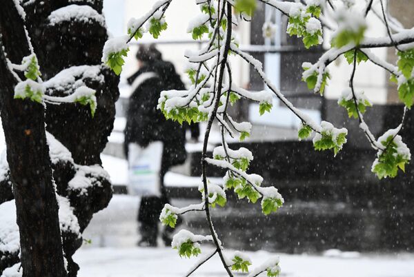 Налипание снега и сильный ветер могут привести к падению деревьев. - Sputnik Абхазия