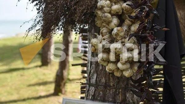 Аԥсуаа аџыш рхы иадырхәоит афатәҟаҵараҿы инарҭбааны, аиҳаракгьы аџьыкҵәаҵәа ахраҿы - Sputnik Аҧсны