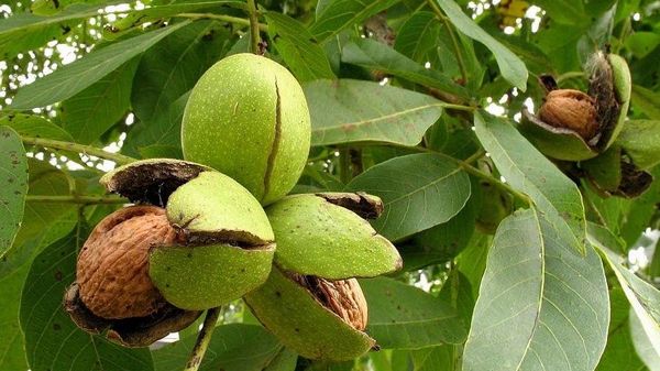Ҳара ҳагаҿа бзиахә иқәнагалаз ауаҩы, иаҳҳәап, уи еиԥш заҳахьадаз аха, ҩнаҭак даднамкылаӡакәа адәышкәаӷьаз даақәхаӡаргьы, млаки-хьҭаки даго ҳәа иҟамызт, уи иԥаҳалон агаҿа ианымӡалоз аԥсабара абарақьаҭра: адәҳәыԥшқәа рҿы аҵыҵындра афҩы лаҳа-лаҳауа, абнақәа рҿы аҵыслаҳа, аҵысжьы уҳәару, акакан маҷхәузма, сара схаан аракәада уаҩы иҟәыбаӡомызт агәылхра цәгьоуп ҳәа; абацә уҭахызар, маҷхәузма, џьара жьырӡык азы акәымзар, иҿызхуадаз, арахь амра ашәахәа еиԥш абгыӡра еилԥхаауа, ацхарпа згәылкәкәоз амаахыр! Ҭагалан ҳаԥсҭақәа унарҭалар, аҵла гәаҩақәа рҿы асаранџь еиҟәшәшәо, ушьапы нылашәо ахьа цәҟәыншьа, иҭҟьо акыр уҟәнызар, еихыԥа-еиҵыԥо ашьабсҭақәа, ацәҟьа аргылашьа удыруазар – зеиуахк уҭаху аԥсаатә, ӡиаск ахықәаҿы амца узеиқәҵар – ркьыц мацарала заҟа уҭаху уԥыхьашәон акан рықәыҩҩы акалмаҳақәа! - Sputnik Аҧсны