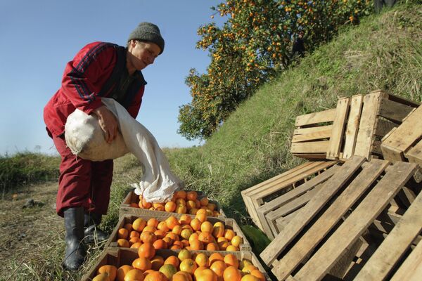 Сбор мандаринов в Абхазии - Sputnik Абхазия