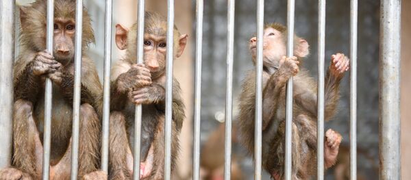 Обезьяны сухумского питомника. Обезьяны сухумского питомника. - Sputnik Абхазия