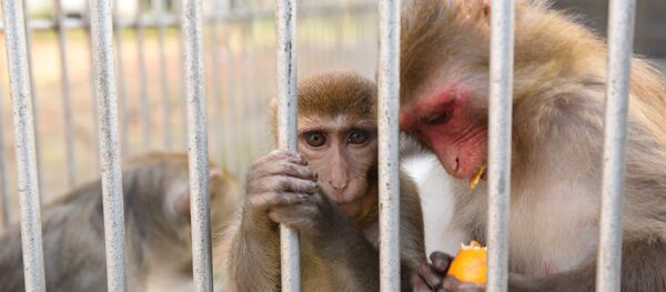 Обезьяны сухумского питомника. Обезьяны сухумского питомника. - Sputnik Абхазия