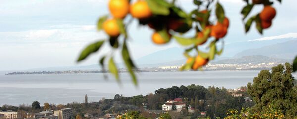 Урожай мандарин. Урожай мандарин. - Sputnik Абхазия