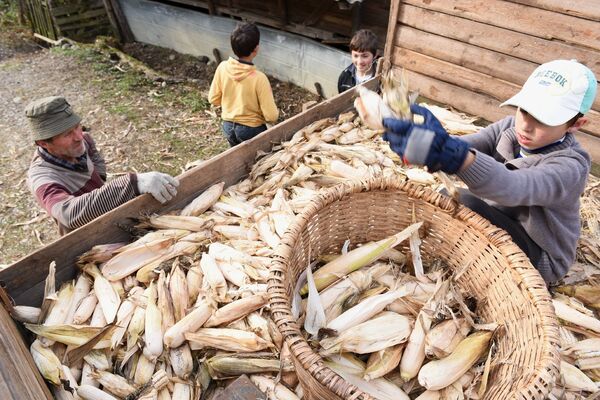 Сбор кукурузы в деревне Арасадзых. - Sputnik Абхазия