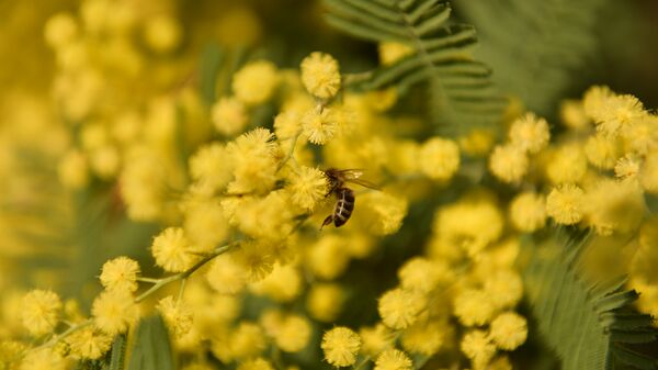 Амимоза - Sputnik Аҧсны