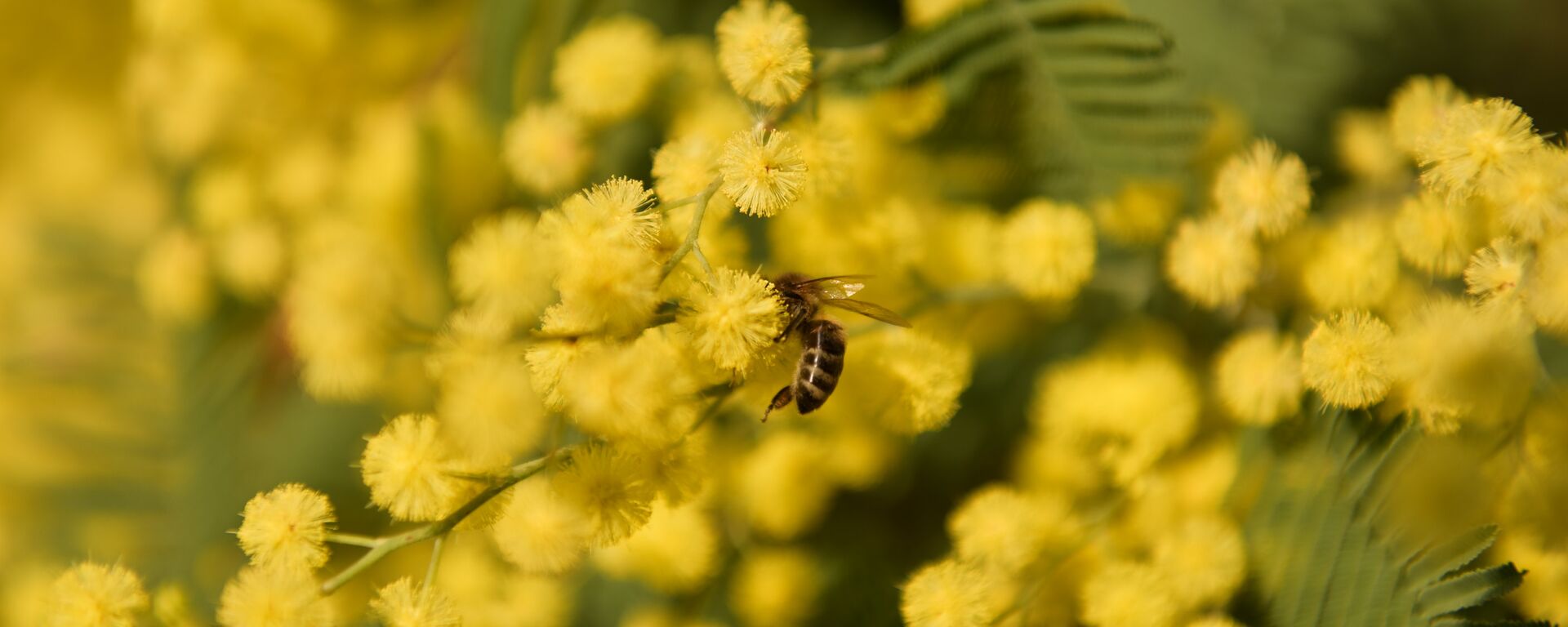 Мимоза - Sputnik Аҧсны, 1920, 18.02.2021