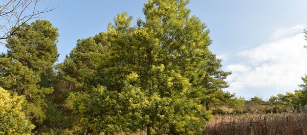 Мимоза Мимоза - Sputnik Абхазия