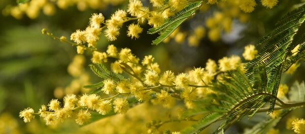 Мимоза - Sputnik Аҧсны