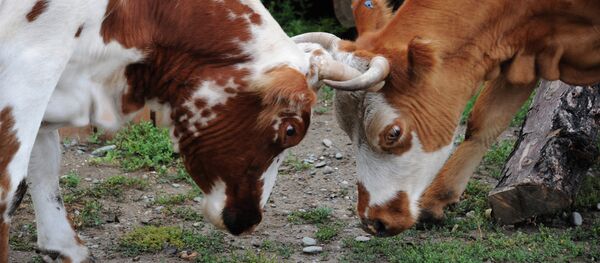Регионы России. Республика Алтай. Архивное фото. Регионы России. Республика Алтай. Архивное фото. - Sputnik Абхазия