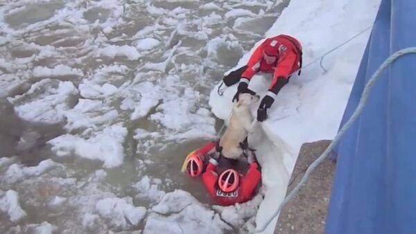 Американец проплыл 200 метров в ледяной воде ради спасения собаки - Sputnik Абхазия