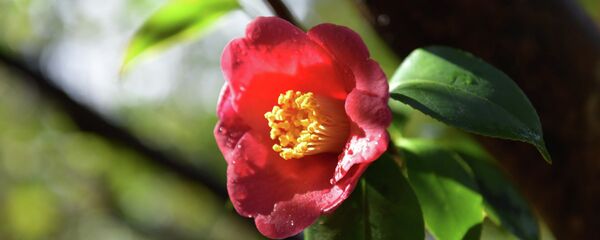 Камелиа Камелиа - Sputnik Аҧсны