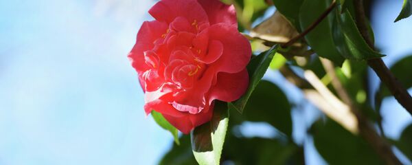 Зимнее цветение камелии японской - Sputnik Абхазия