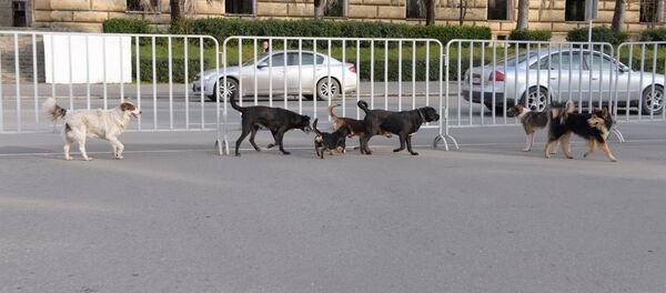 Свора собак на улице города. - Sputnik Абхазия