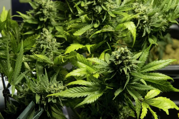Вашингтон легализована марихуана bbc фильмы о марихуане