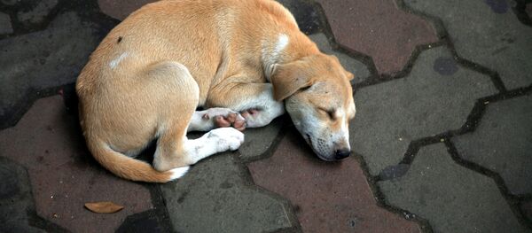 Бездомный пес. Бездомный пес. - Sputnik Абхазия