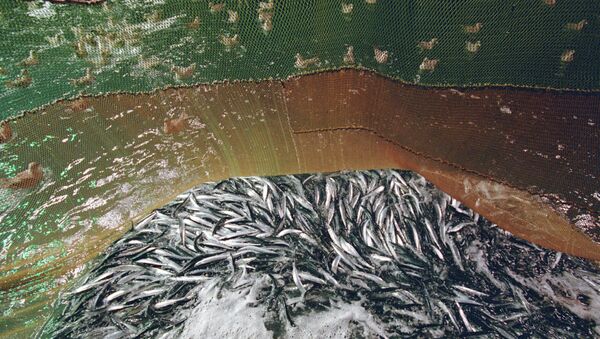 Лов рыбы. Архивное фото. - Sputnik Абхазия