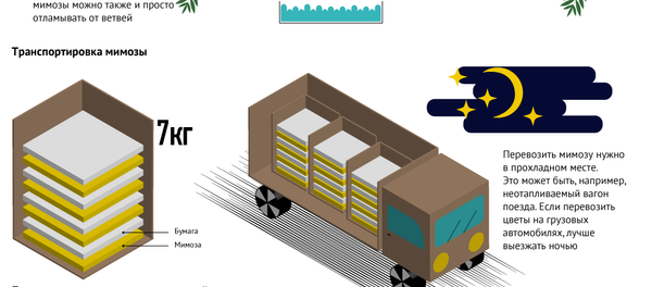 Что мы знаем о мимозе Что мы знаем о мимозе - Sputnik Абхазия