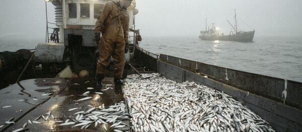 Архивное фото лова рыбы - Sputnik Абхазия