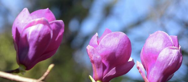 Магнолия лилиевидная Магнолия лилиевидная - Sputnik Абхазия