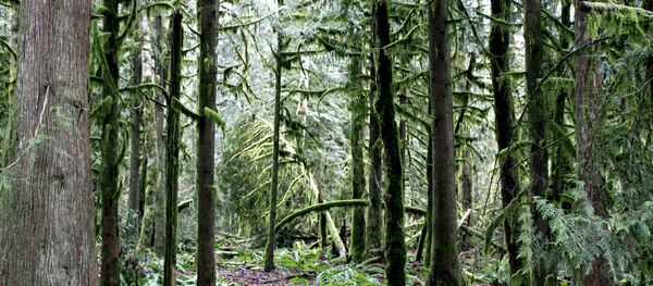 эко эко - Sputnik Абхазия