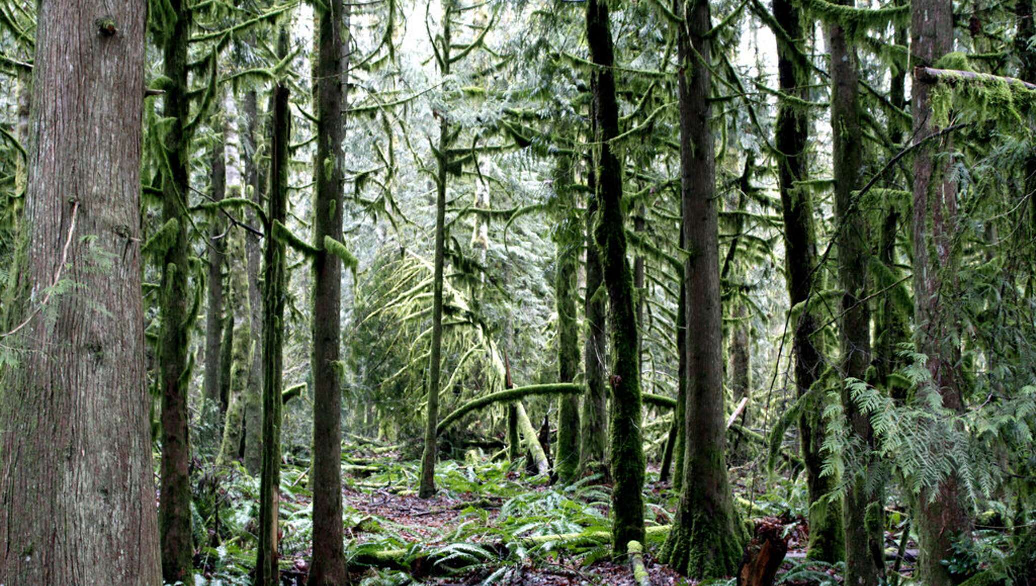 Wilder woods. Орегон Вашингтон лес. Парк Форест Орегон. Редеющий лес. Лес стремительно Редел но деревья.