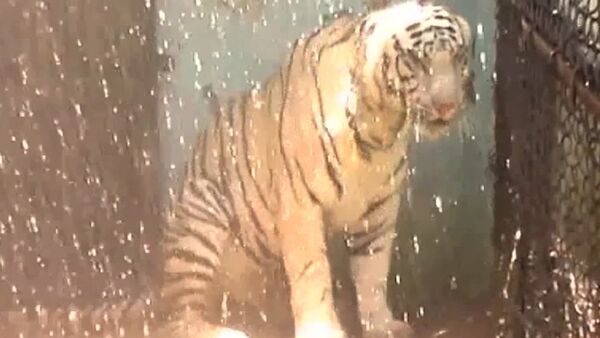 Тигриный душ и кондиционер для леопарда - как в Индии спасали животных от жары - Sputnik Абхазия