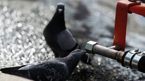 Голубь у фонтана. Архивное фото. - Sputnik Абхазия