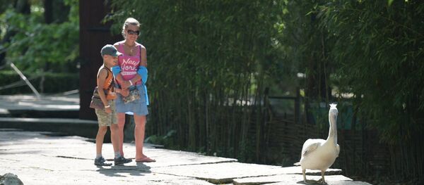 Приморский парк в Гагре Приморский парк в Гагре - Sputnik Абхазия