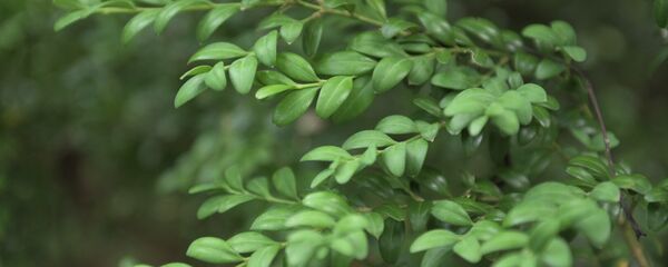 Ашыц аиқәырхаразы аекологцәа ражәалагала Ашыц аиқәырхаразы аекологцәа ражәалагала - Sputnik Аҧсны