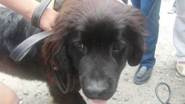 Школьнице из Балыкчы вручили щенка ньюфаундленда в подарок от Путина - Sputnik Абхазия