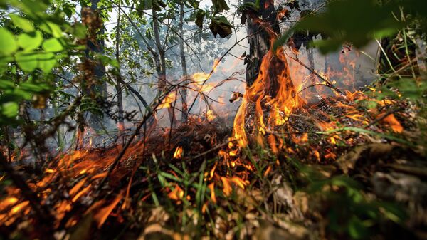 Пожары в Амурской области - Sputnik Абхазия