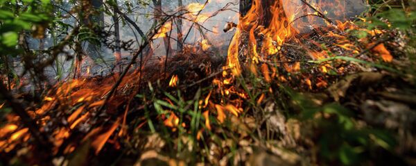 Пожары в Амурской области Пожары в Амурской области - Sputnik Абхазия