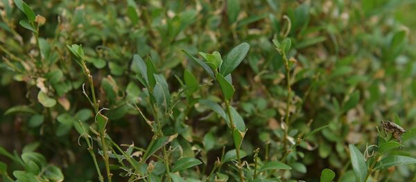 Ашыц - Sputnik Аҧсны