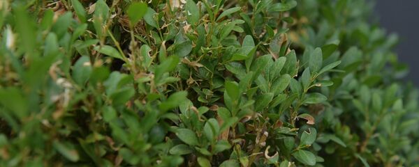 Самшит - Sputnik Абхазия