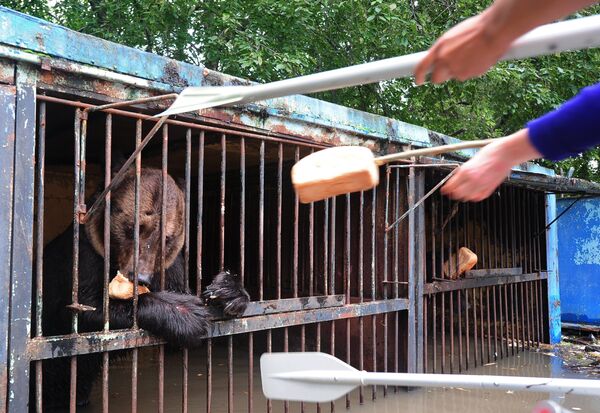 Уссурийский зоопарк после наводнения - Sputnik Абхазия