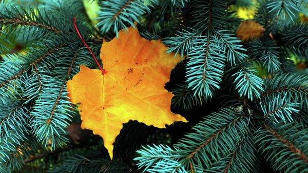 Золотая осень в Санкт-Петербуге - Sputnik Абхазия