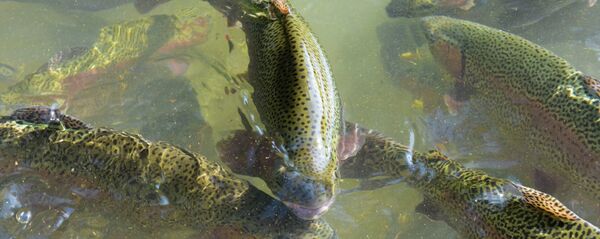 Архивное фото форели Архивное фото форели - Sputnik Абхазия
