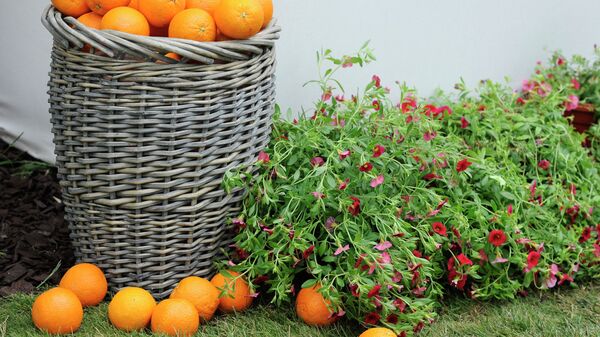 Композиция из фруктов. Архивное фото. - Sputnik Аҧсны