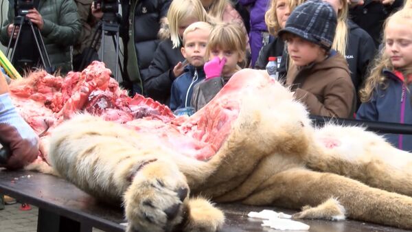 Дети зажимали носы во время публичного вскрытия льва в датском зоопарке - Sputnik Абхазия